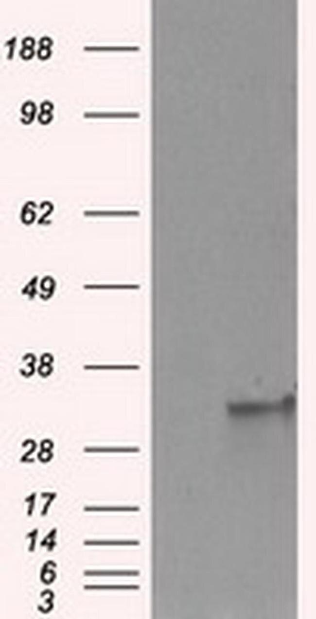 FAHD2A Antibody in Western Blot (WB)