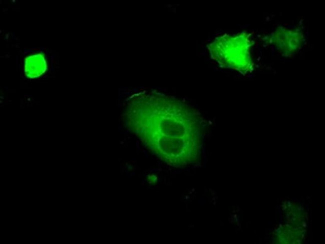 cGKI Antibody in Immunocytochemistry (ICC/IF)