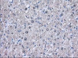 NXNL2 Antibody in Immunohistochemistry (Paraffin) (IHC (P))