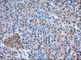 NXNL2 Antibody in Immunohistochemistry (Paraffin) (IHC (P))