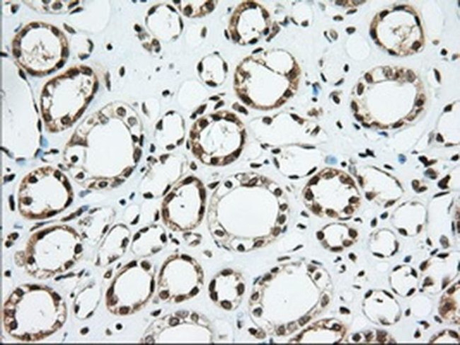 USP5 Antibody in Immunohistochemistry (Paraffin) (IHC (P))