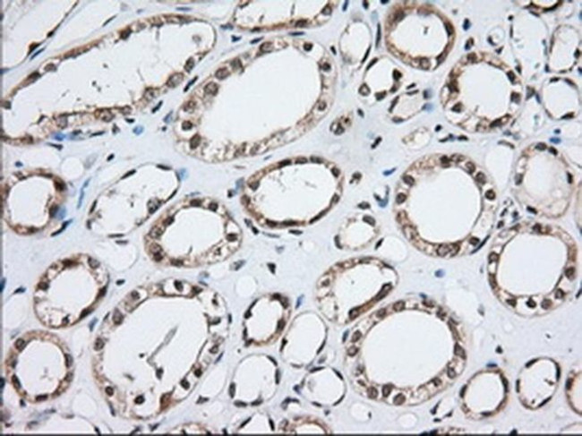 MOB4A Antibody in Immunohistochemistry (Paraffin) (IHC (P))