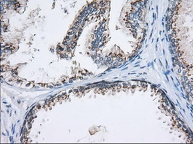 MOB4A Antibody in Immunohistochemistry (Paraffin) (IHC (P))