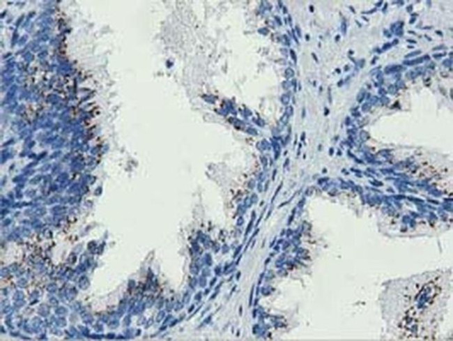 MOB4A Antibody in Immunohistochemistry (Paraffin) (IHC (P))