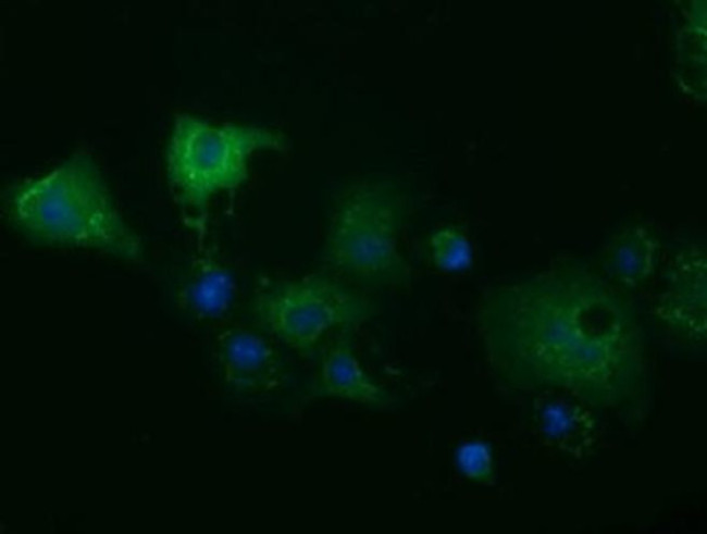 MIOX Antibody in Immunocytochemistry (ICC/IF)