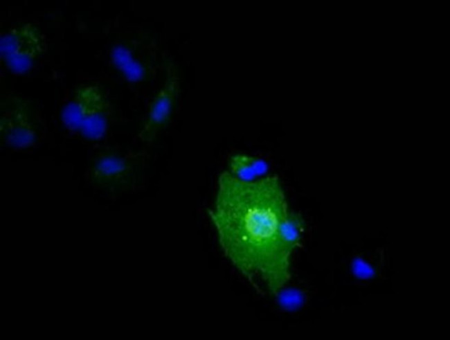 IL1F6 Antibody in Immunocytochemistry (ICC/IF)