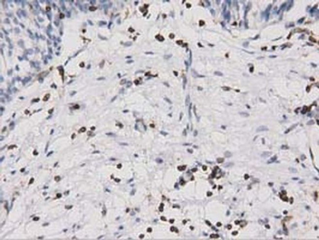 ARHGAP25 Antibody in Immunohistochemistry (Paraffin) (IHC (P))