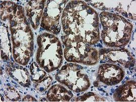 Adenylate Kinase 3 Antibody in Immunohistochemistry (Paraffin) (IHC (P))