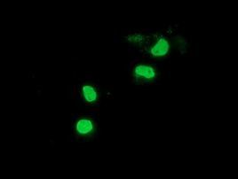 PPWD1 Antibody in Immunocytochemistry (ICC/IF)