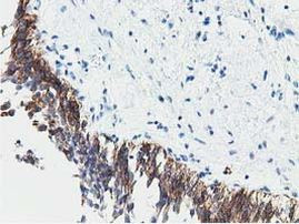 PPWD1 Antibody in Immunohistochemistry (Paraffin) (IHC (P))