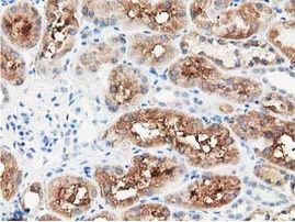 PPWD1 Antibody in Immunohistochemistry (Paraffin) (IHC (P))