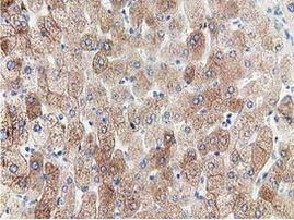 PPWD1 Antibody in Immunohistochemistry (Paraffin) (IHC (P))