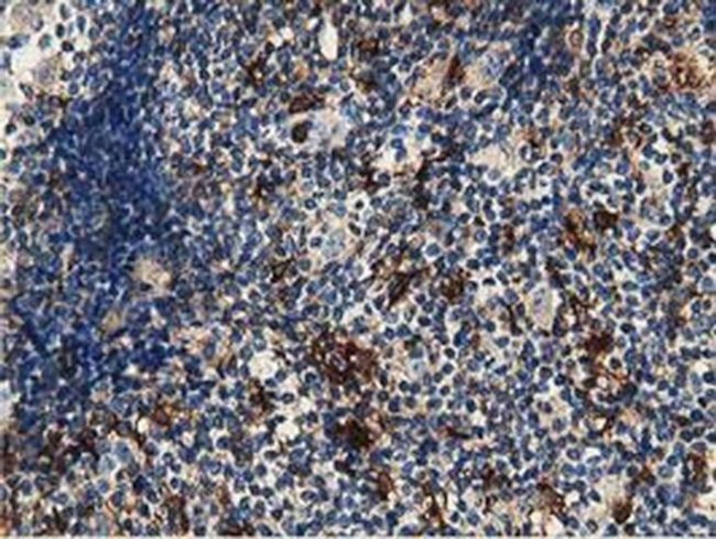 GAS7 Antibody in Immunohistochemistry (Paraffin) (IHC (P))