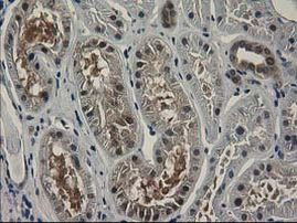 SPR Antibody in Immunohistochemistry (Paraffin) (IHC (P))