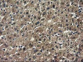 SPR Antibody in Immunohistochemistry (Paraffin) (IHC (P))