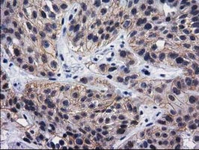 HSP40 Antibody in Immunohistochemistry (Paraffin) (IHC (P))