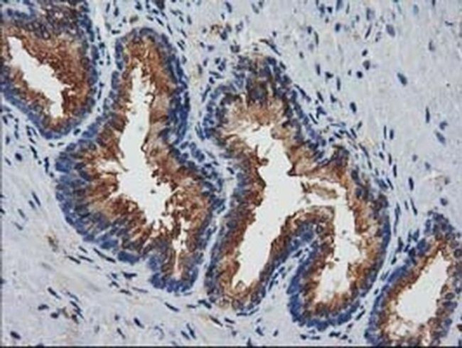 JOSD1 Antibody in Immunohistochemistry (Paraffin) (IHC (P))