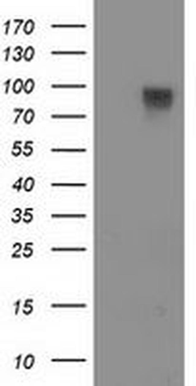 FAM40A Antibody in Western Blot (WB)