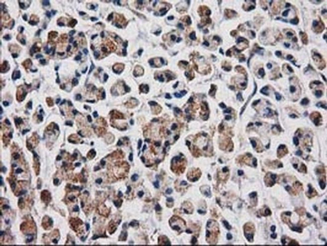 Aquaporin 1 Antibody in Immunohistochemistry (Paraffin) (IHC (P))