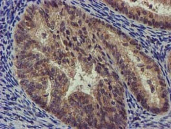 CHCHD5 Antibody in Immunohistochemistry (Paraffin) (IHC (P))