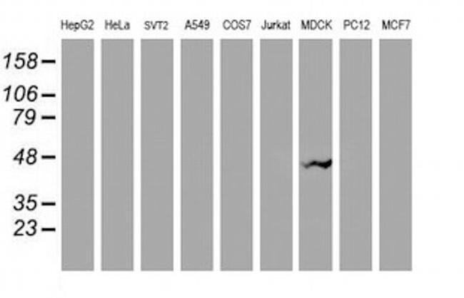 VASP Antibody in Western Blot (WB)