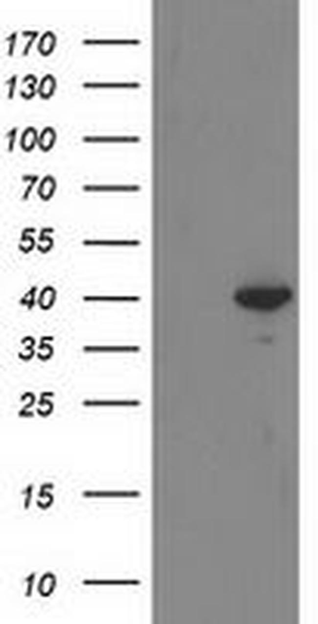 RTN4IP1 Antibody in Western Blot (WB)