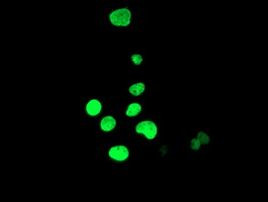 HOXC11 Antibody in Immunocytochemistry (ICC/IF)