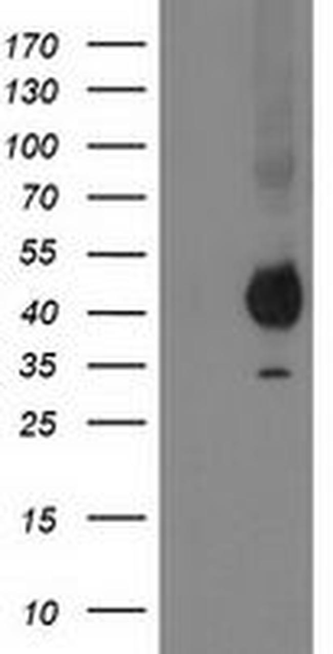 PON1 Antibody in Western Blot (WB)