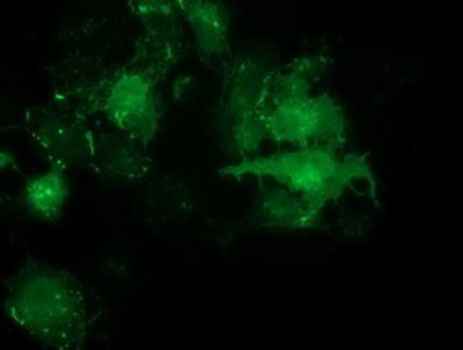 PDLIM2 Antibody in Immunocytochemistry (ICC/IF)