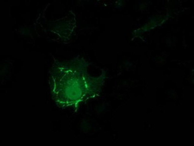 PDLIM2 Antibody in Immunocytochemistry (ICC/IF)