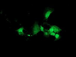 DNAJB2 Antibody in Immunocytochemistry (ICC/IF)