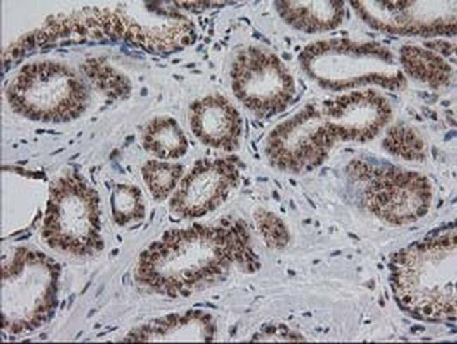 Monoacylglycerol Lipase Antibody in Immunohistochemistry (Paraffin) (IHC (P))