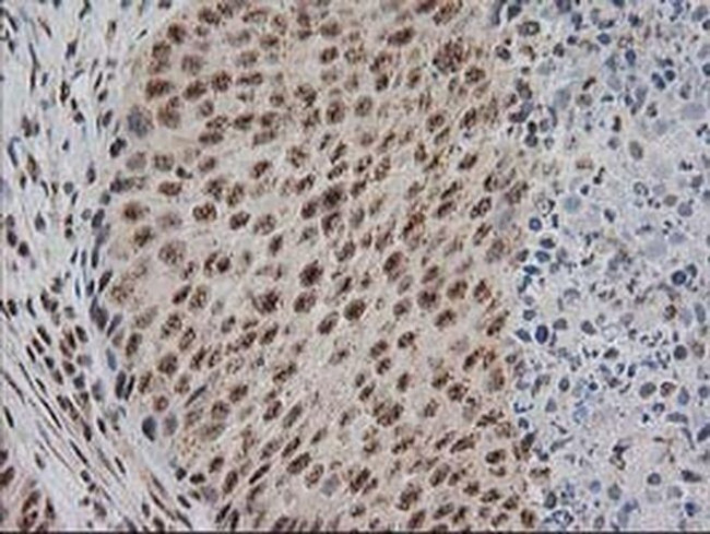 Monoacylglycerol Lipase Antibody in Immunohistochemistry (Paraffin) (IHC (P))