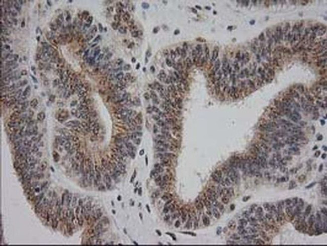 Monoacylglycerol Lipase Antibody in Immunohistochemistry (Paraffin) (IHC (P))