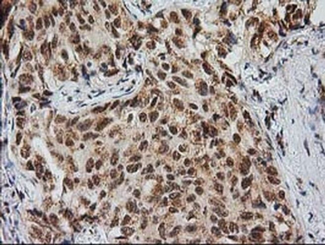 Monoacylglycerol Lipase Antibody in Immunohistochemistry (Paraffin) (IHC (P))