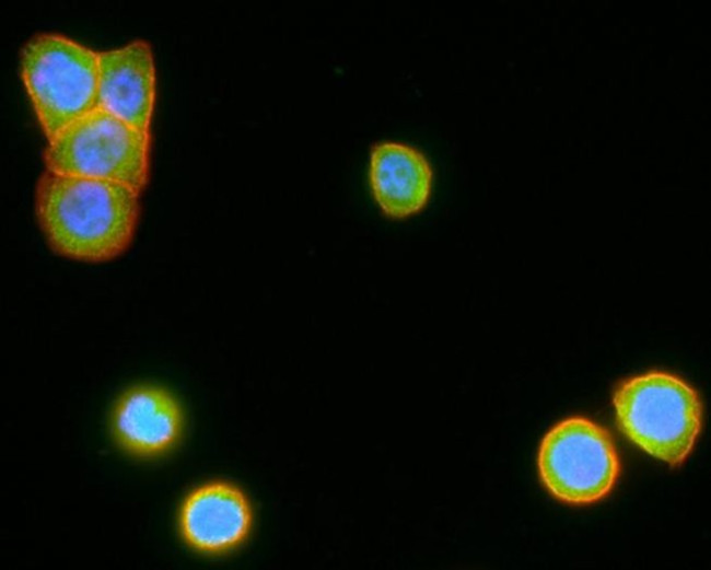 LGR5 Antibody in Immunocytochemistry (ICC/IF)