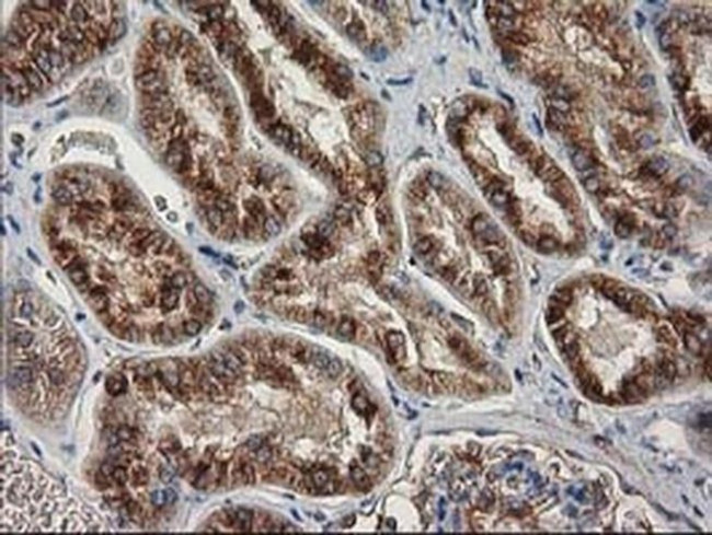 beta-4 Tubulin Antibody in Immunohistochemistry (Paraffin) (IHC (P))