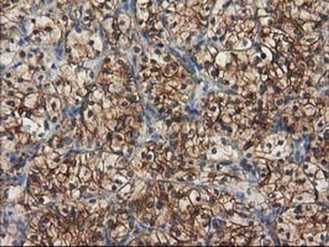 beta-4 Tubulin Antibody in Immunohistochemistry (Paraffin) (IHC (P))