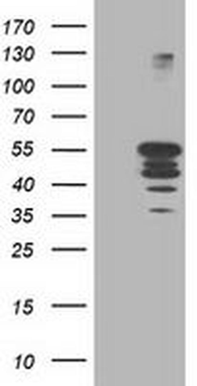 PTP1B Antibody in Western Blot (WB)