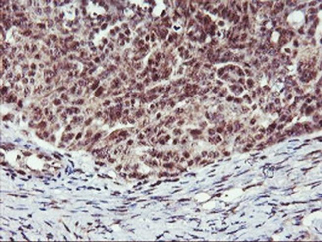 Monoacylglycerol Lipase Antibody in Immunohistochemistry (Paraffin) (IHC (P))