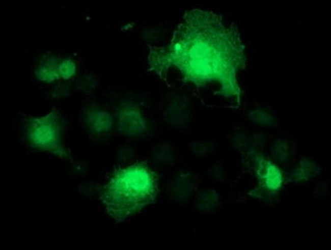 SMS Antibody in Immunocytochemistry (ICC/IF)