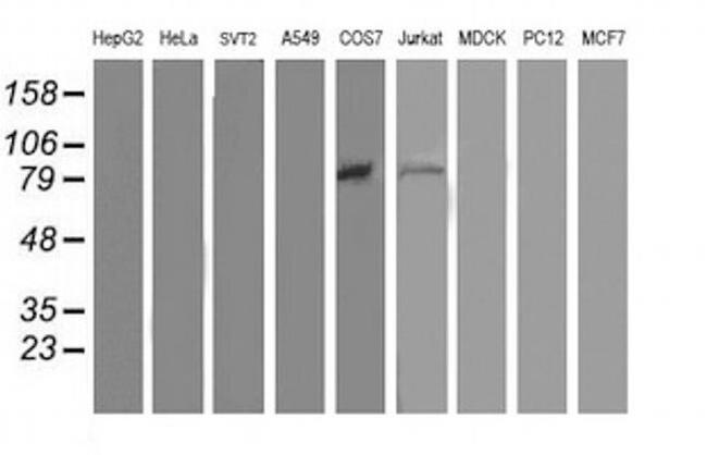 OSBP Antibody in Western Blot (WB)