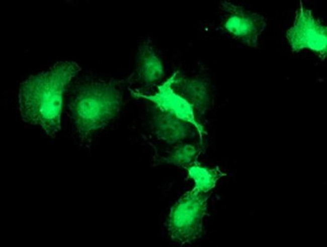 HSPBP1 Antibody in Immunocytochemistry (ICC/IF)