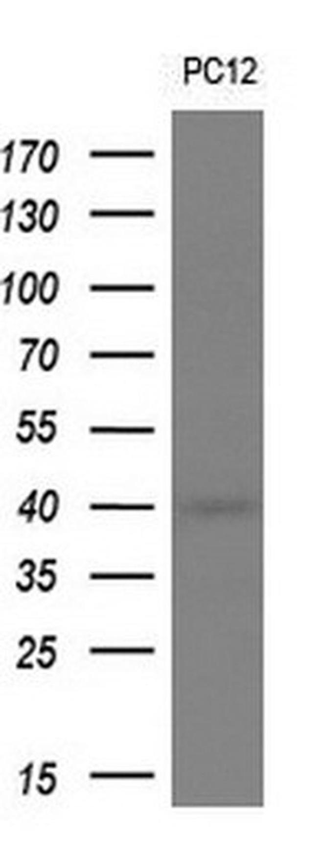 HSPBP1 Antibody in Western Blot (WB)