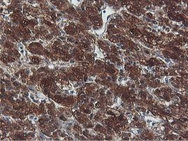 PNPO Antibody in Immunohistochemistry (Paraffin) (IHC (P))