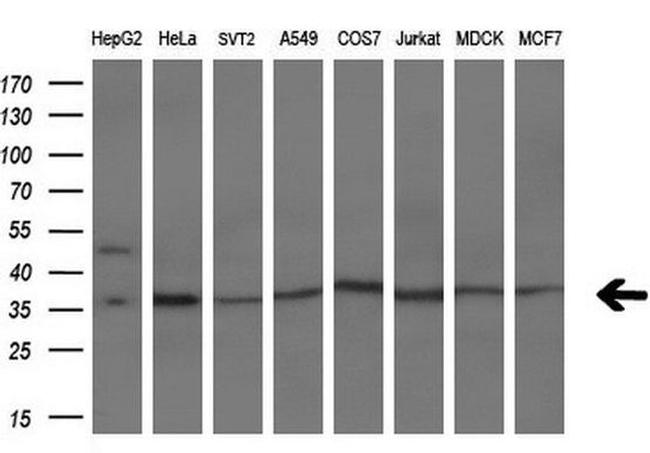 IFI35 Antibody in Western Blot (WB)