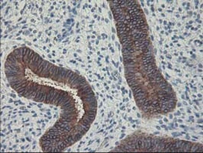 FDFT1 Antibody in Immunohistochemistry (Paraffin) (IHC (P))