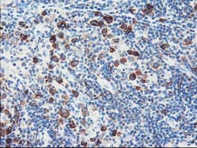 FDFT1 Antibody in Immunohistochemistry (Paraffin) (IHC (P))