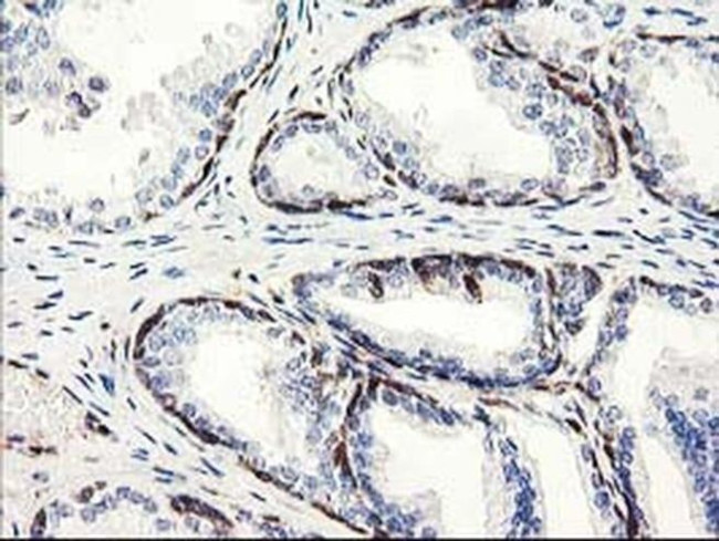 Latexin Antibody in Immunohistochemistry (Paraffin) (IHC (P))