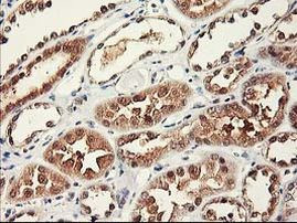 RbAp46 Antibody in Immunohistochemistry (Paraffin) (IHC (P))